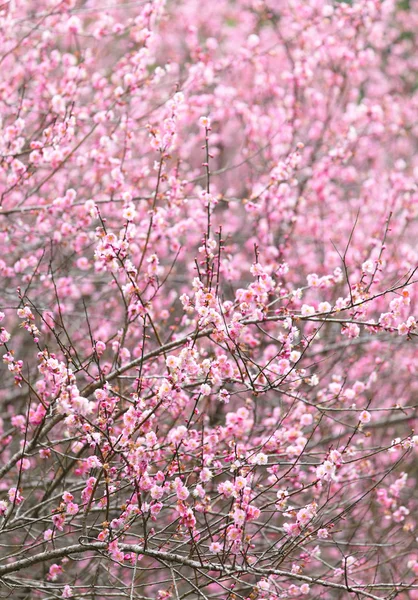 Plommon blomma — Stockfoto