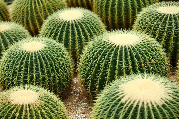 Boule d'or cactus — Photo