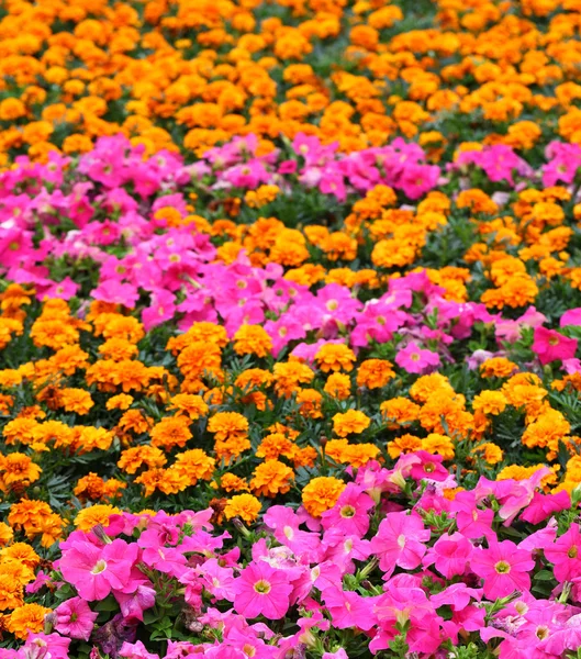 Campo de flores —  Fotos de Stock