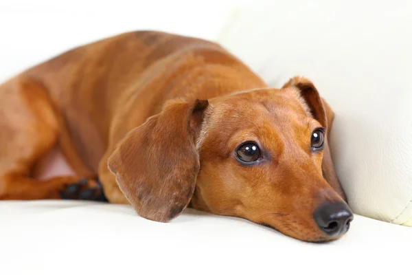 Cane bassotto sul divano — Foto Stock