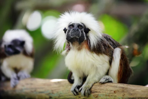 Бавовна Топ мавпи — стокове фото