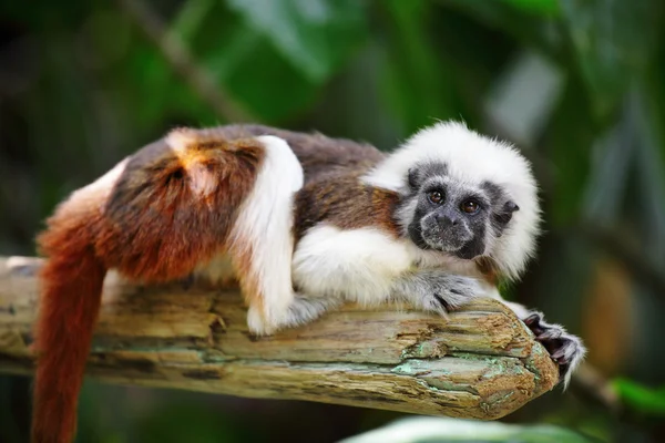 Βαμβάκι κορυφαία μαϊμού — Φωτογραφία Αρχείου