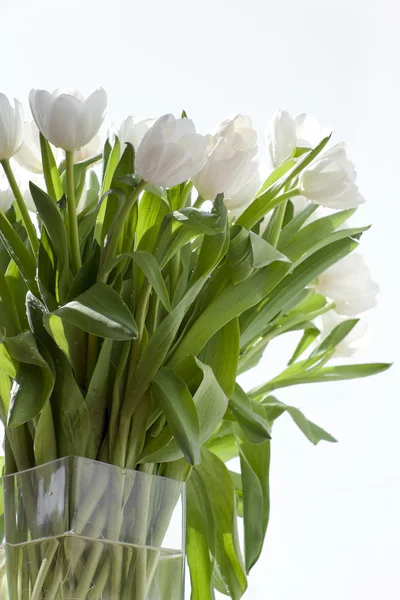 Bílé tulipány ve váze — Stock fotografie