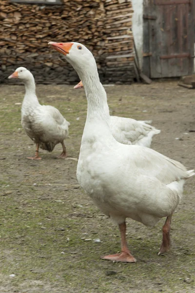 Running geese — Stock Photo, Image