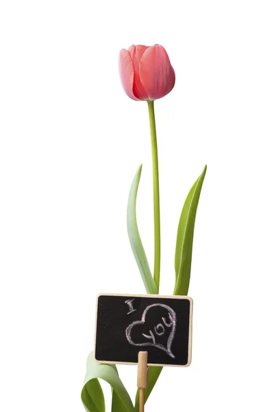 Tulip with a card — Stock Photo, Image