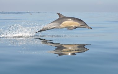 Common dolphing playing in south africa clipart