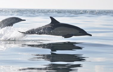 Common dolphing playing in south africa