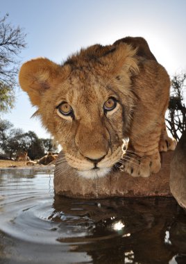 Curious young lion in south africa clipart