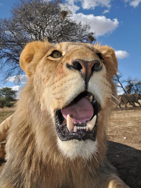 stock image Close up of a lion in south africa