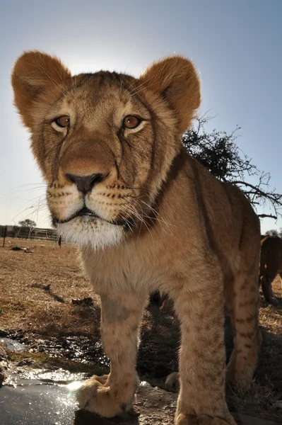 Curious young lion in south africa