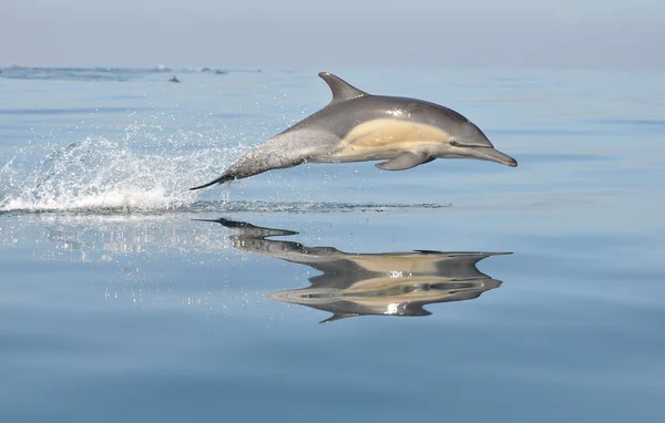 Κοινή dolphing που παίζει στη Νότια Αφρική Εικόνα Αρχείου