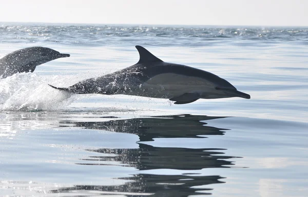 일반적인 dolphing 남아 프리 카 공화국에서 로열티 프리 스톡 사진