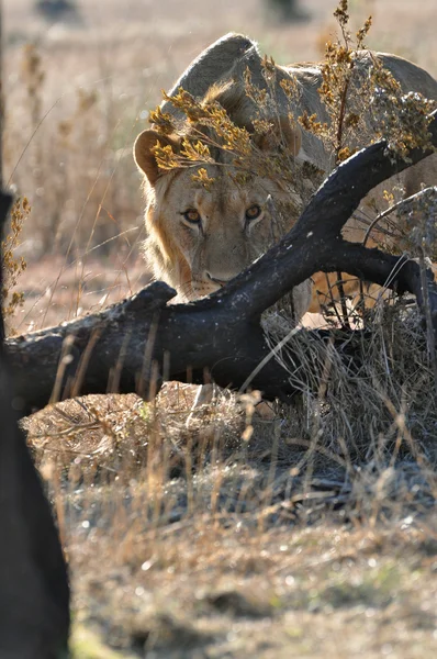 Leão perseguidor na África do Sul Imagens De Bancos De Imagens