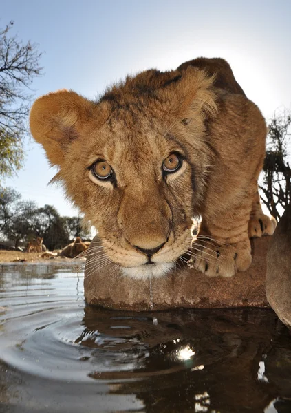 Nyfikna unga lejon i Sydafrika Stockbild