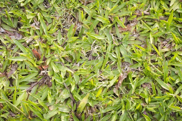Texturas de hierba — Foto de Stock