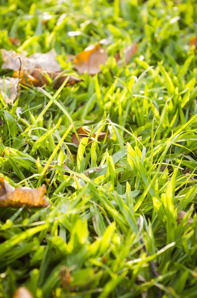 Gras aus nächster Nähe — Stockfoto