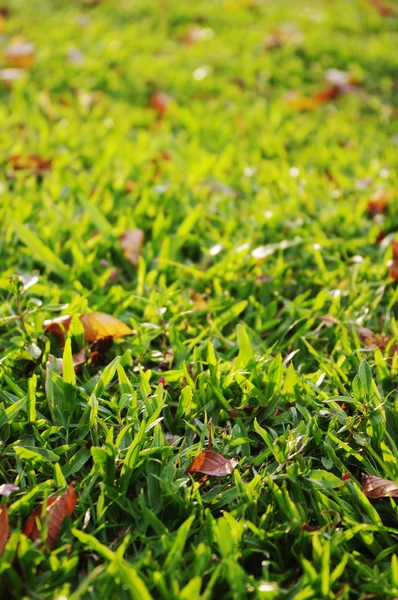 Fundo de grama verde, visão de baixo ângulo — Fotografia de Stock