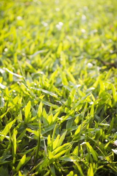Gräs på nära håll — Stockfoto