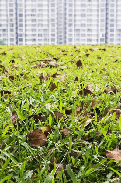 Gras veld voorgrond — Stockfoto