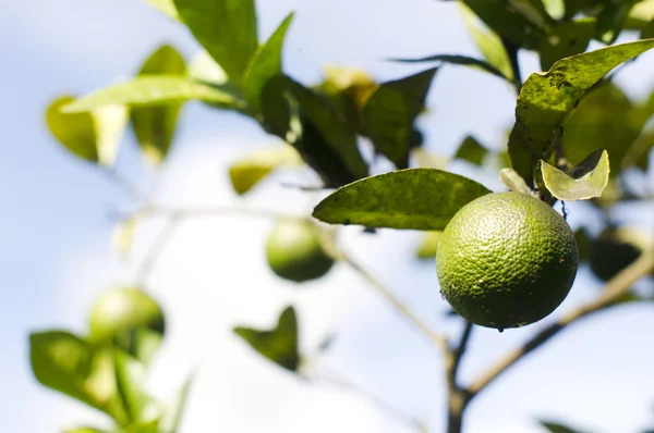 stock image Lime, fruit on tree