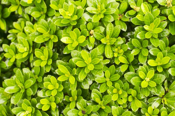 Plant texture with leaf — Stok fotoğraf