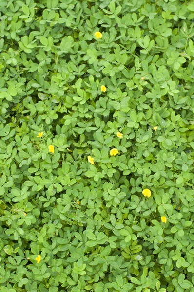 Textura de plantas com folhas minúsculas — Fotografia de Stock