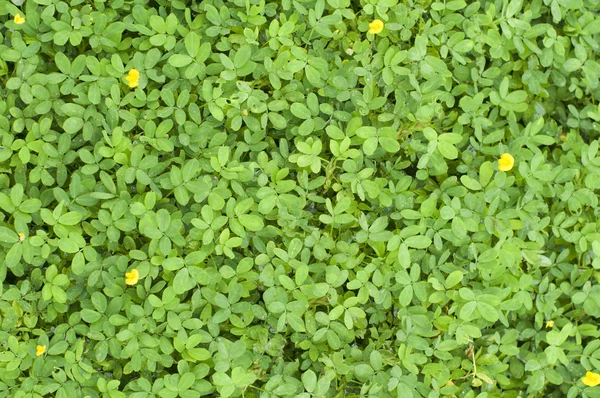 Struttura delle piante con foglie minuscole — Foto Stock