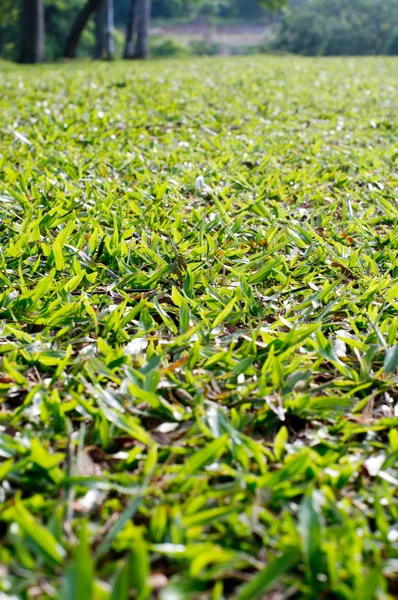 Låg vinkel syn på gräsplan — Stockfoto
