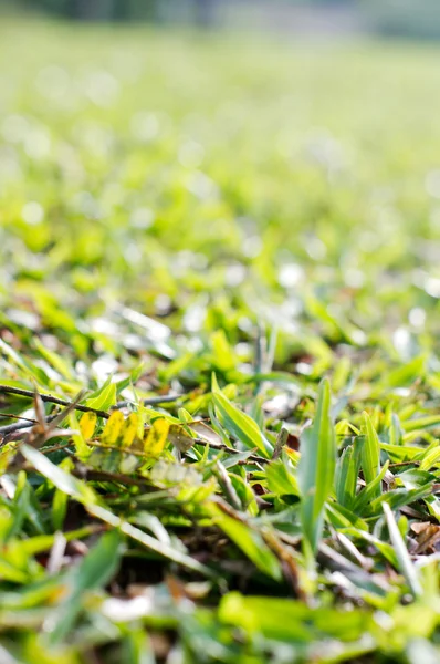 Close up view of grass — Stock Photo, Image