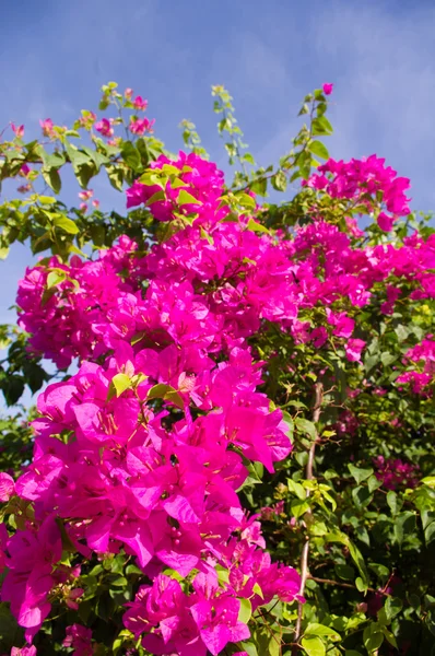 Bougainvillea blomma bush — Stockfoto