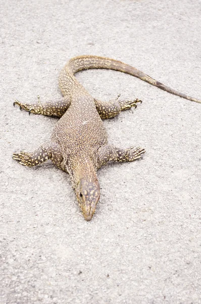 stock image Monitor lizard