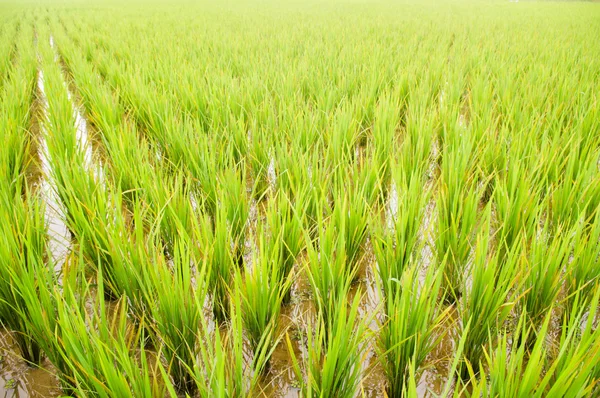 stock image Rice field