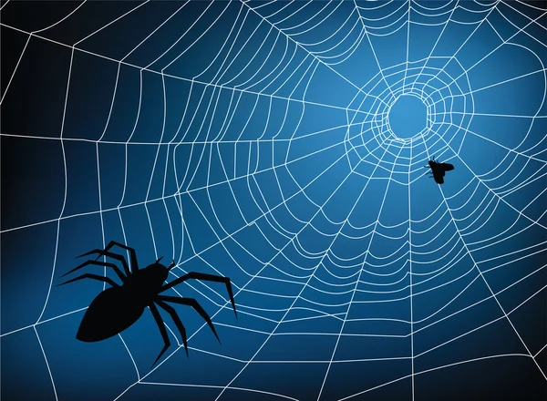 Spider web — Stock Vector