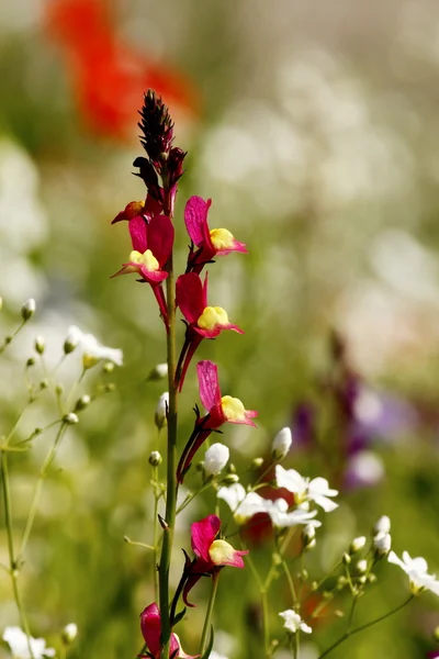 stock image Field with flowers