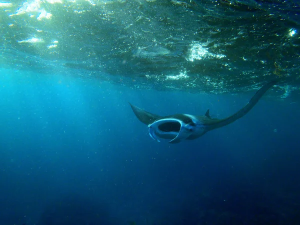 Duża Manta Ray pływa pod falami — Zdjęcie stockowe
