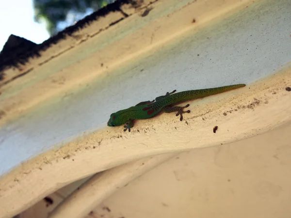 Gecko wspina się po stronie struktury — Zdjęcie stockowe