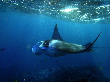 Manta Ray swims in Hanamau Bay clipart
