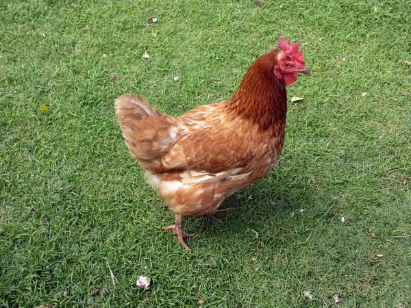 Курица на прогулке по траве — стоковое фото