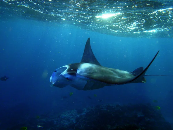 Manta Ray swims in Hanamau Bay — Stock Photo, Image