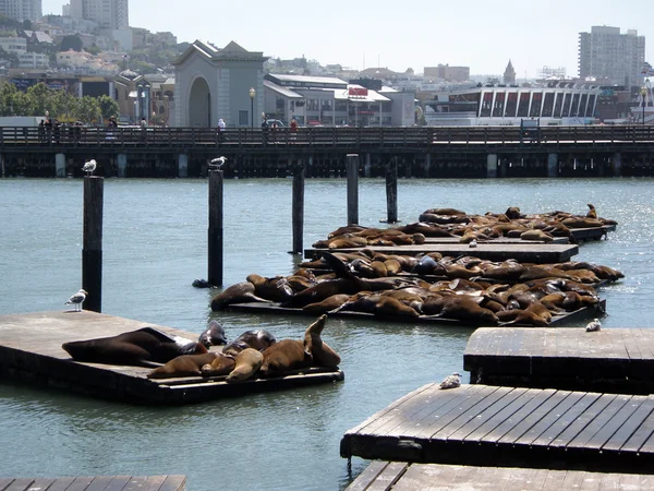 Seals relax at fishermans wharf in San Francisco — Stock Photo, Image