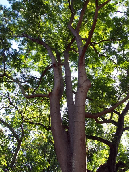 Ljuset lyser in i stora träd — Stockfoto