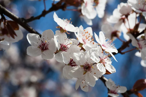 stock image Early spring flowering trees