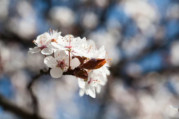 stock image Early spring flowering trees