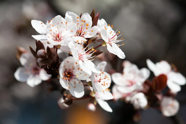 Stock image Early spring flowering trees