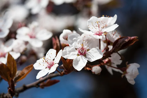 stock image Early spring flowering trees