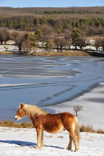 Лошадь зимой — стоковое фото