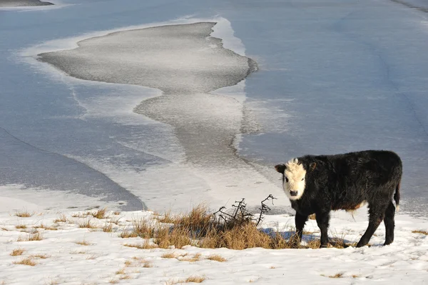冬の子牛 — ストック写真