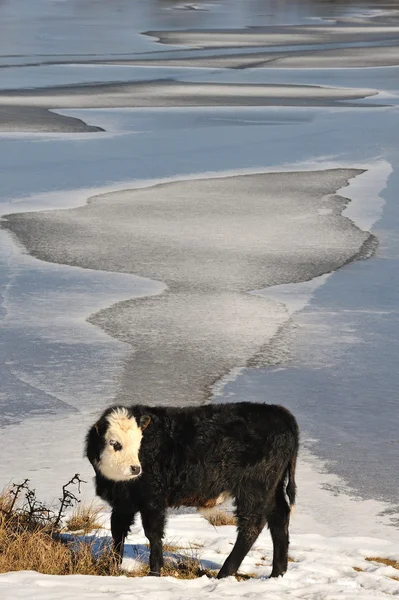 Kalv på vintern — Stockfoto