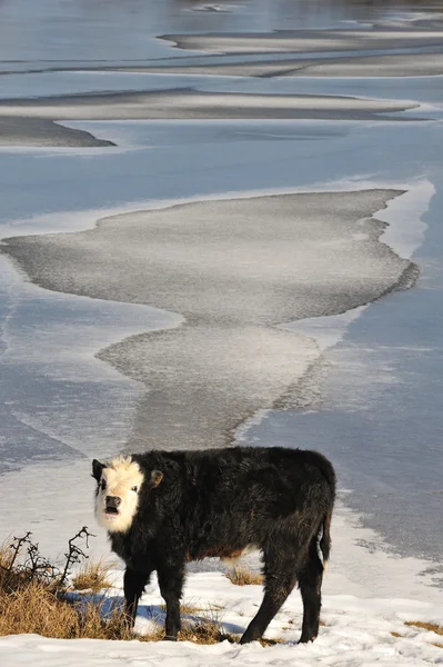 小牛在冬季 — 图库照片