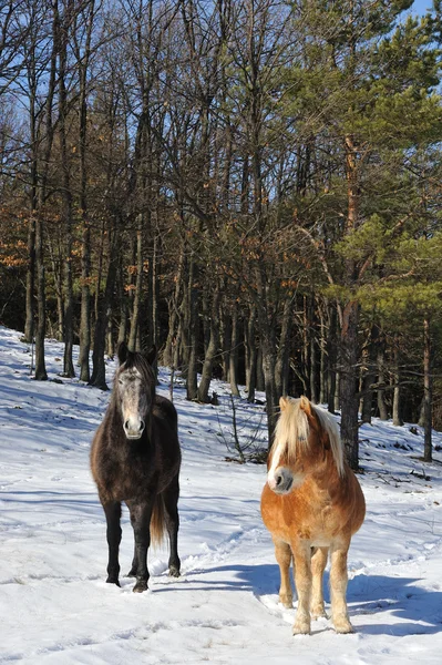 Cavalli — Foto Stock